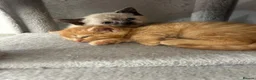 Mixed Breed cats for sale: 2 gorgeous kittens ready from 7th October in Ilminster - Advert 5
