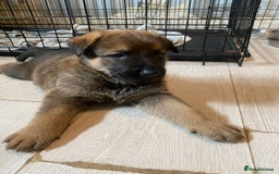 Mixed Breed dogs for sale: belgian malinois / czech shepherd puppies  - Image 1