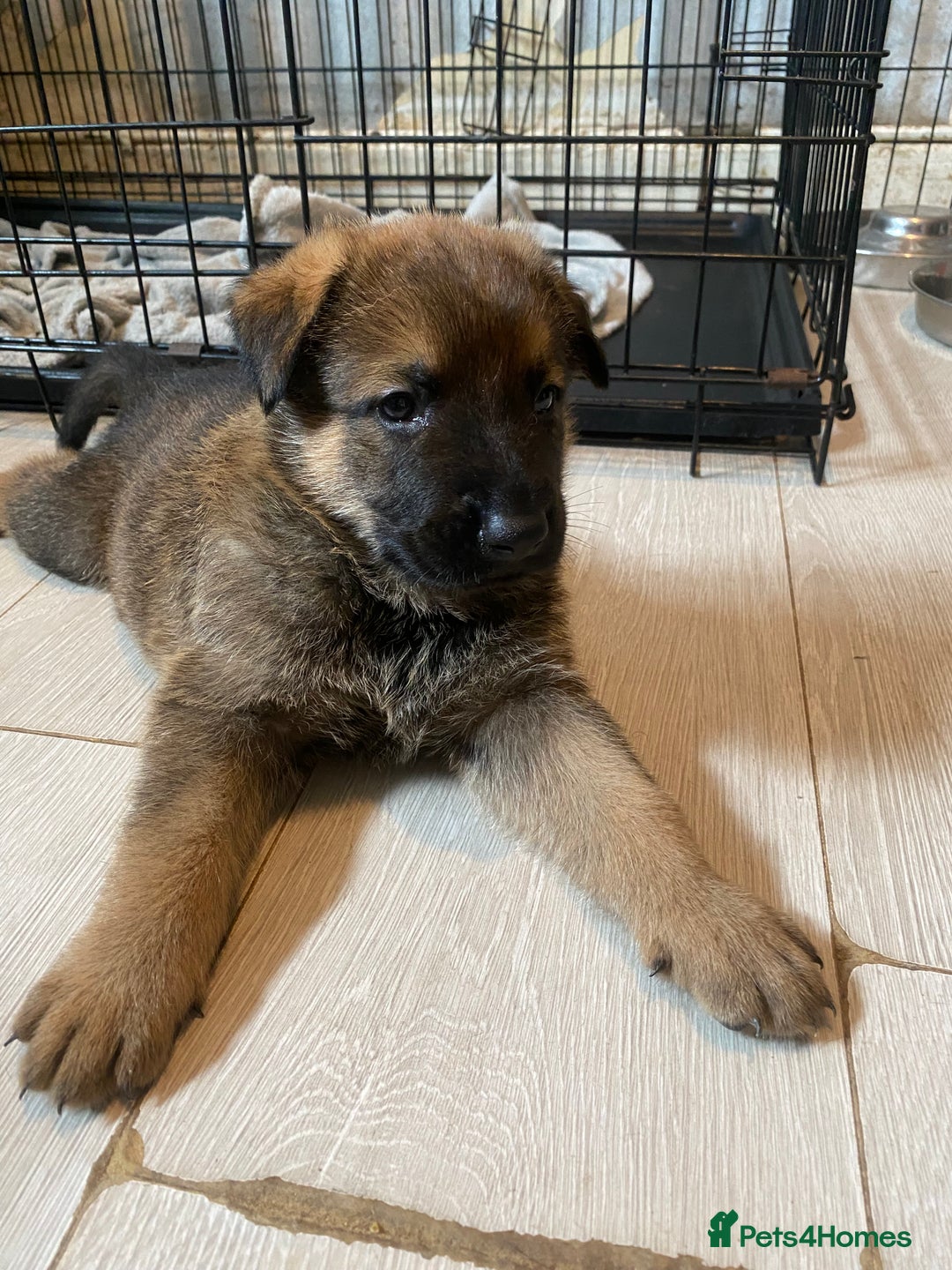 Mixed Breed dogs for sale: belgian malinois / czech shepherd puppies  - Image 1