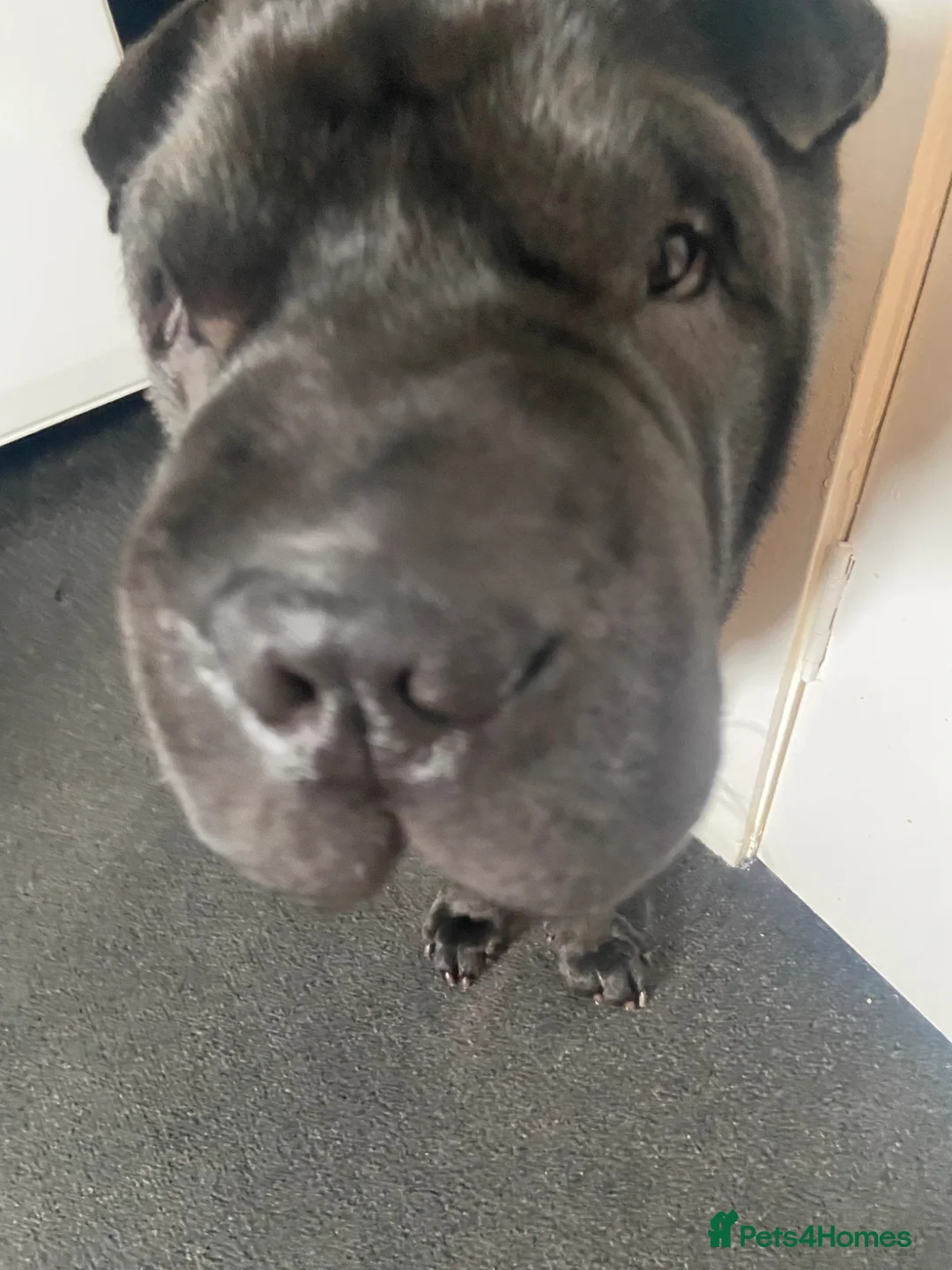 Shar Pei dogs for stud: Niko  in Glasgow - Advert 6