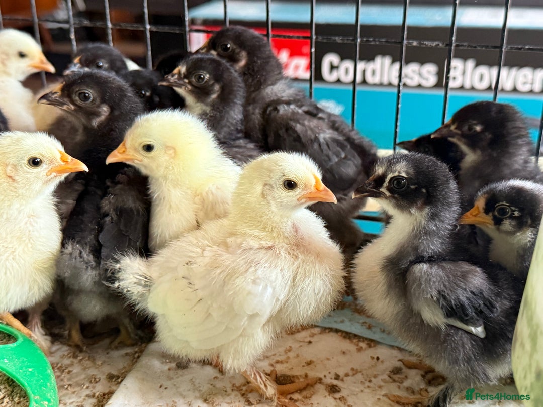 Chickens poultry for sale: Mixed Bantam (chicken) chicks, 3 weeks old - Image 1