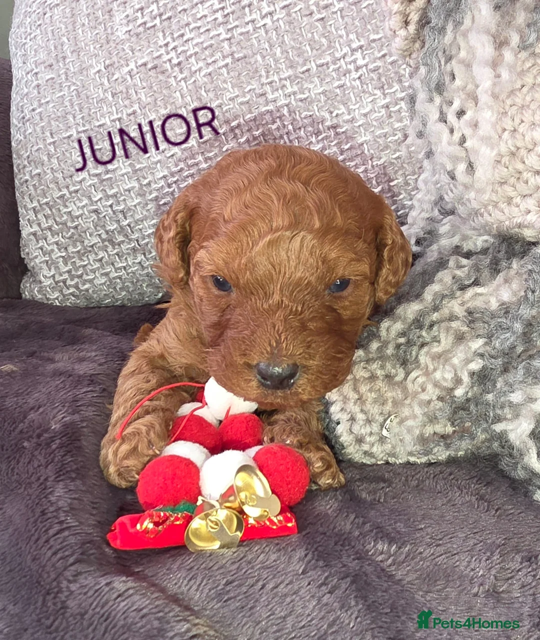 Cavapoo dogs for sale: Cavapoos Fb3. - Advert 31