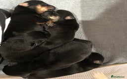 Mixed Breed dogs for sale: Rottweiler x German shepherd pupps - Image 4