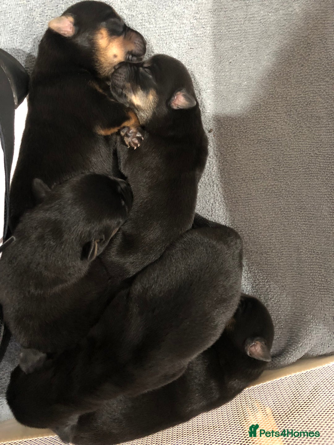 Mixed Breed dogs for sale: Rottweiler x German shepherd pupps - Image 4