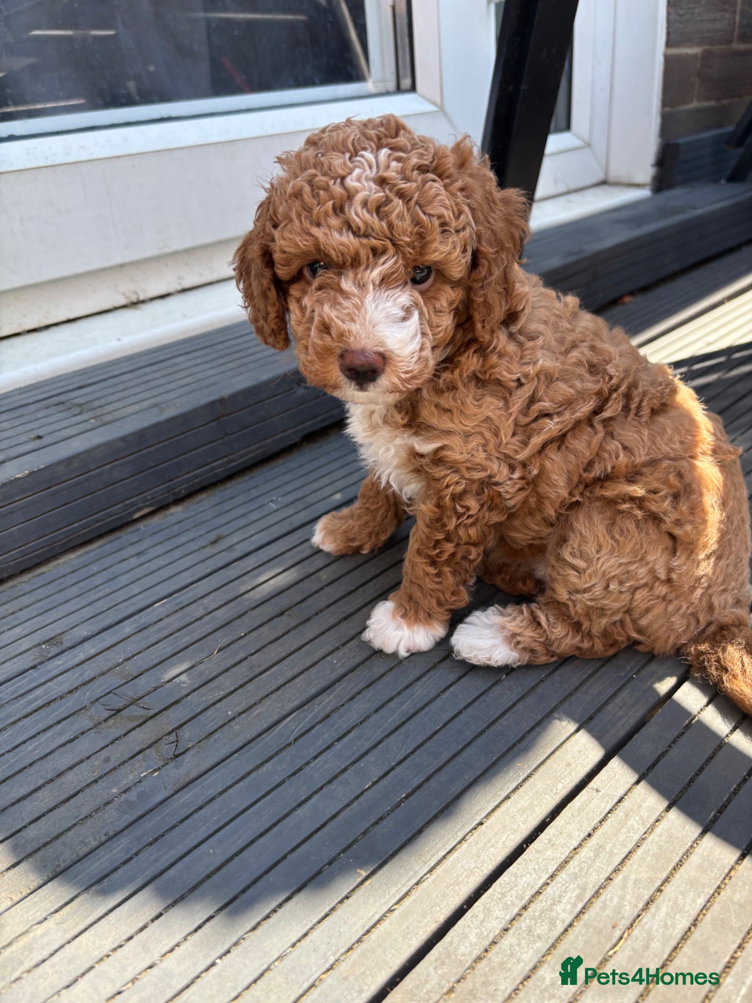 Poochon dogs Three beautiful girls 🩷🩷 ONE RESERVED!! - Advert 11
