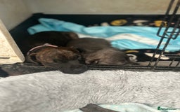 Jack Russell dogs for sale: Blue & Black Brindle Jack Russells - Image 34