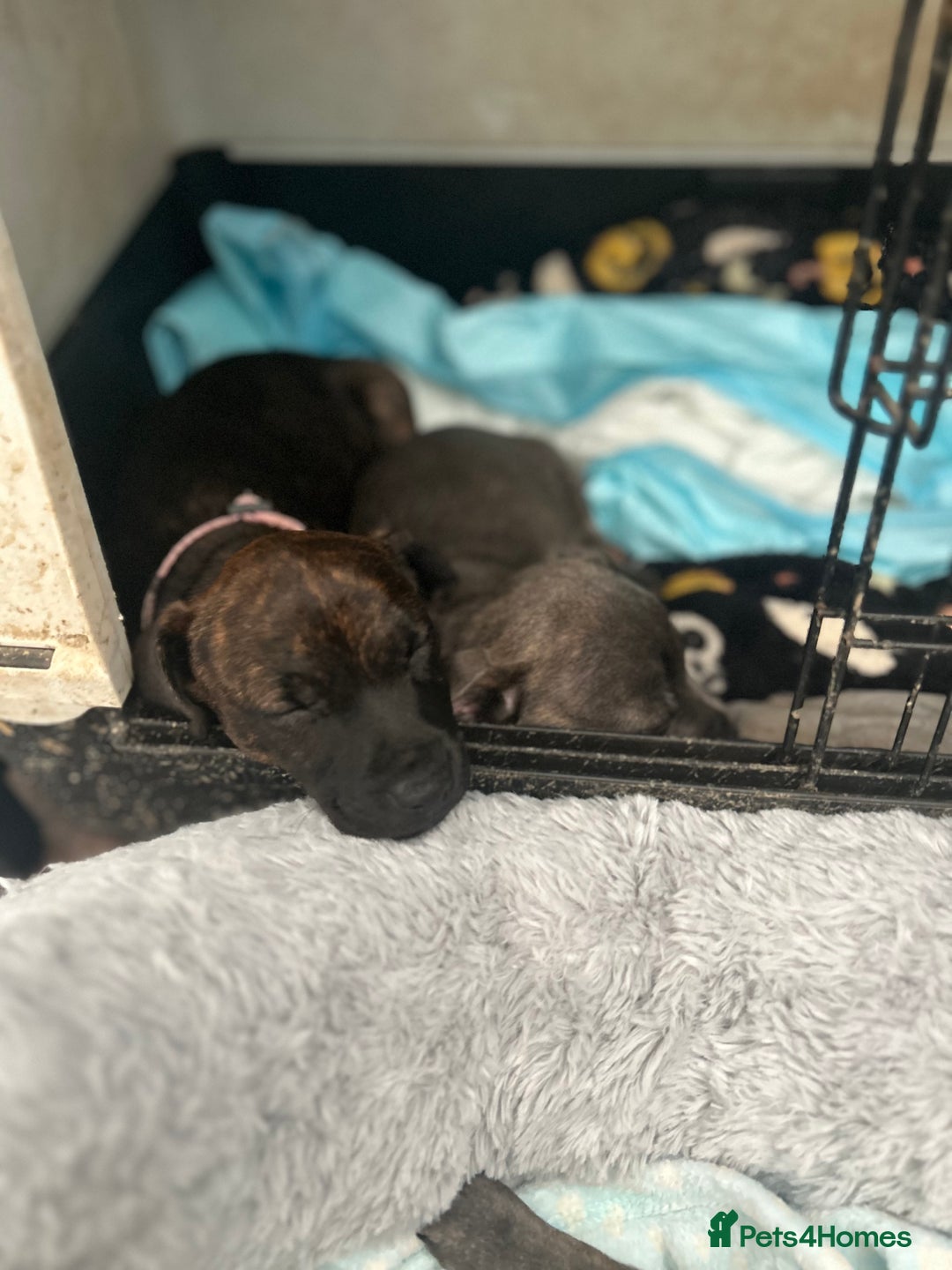 Jack Russell dogs for sale: Blue & Black Brindle Jack Russells - Image 34