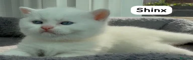 Shinx