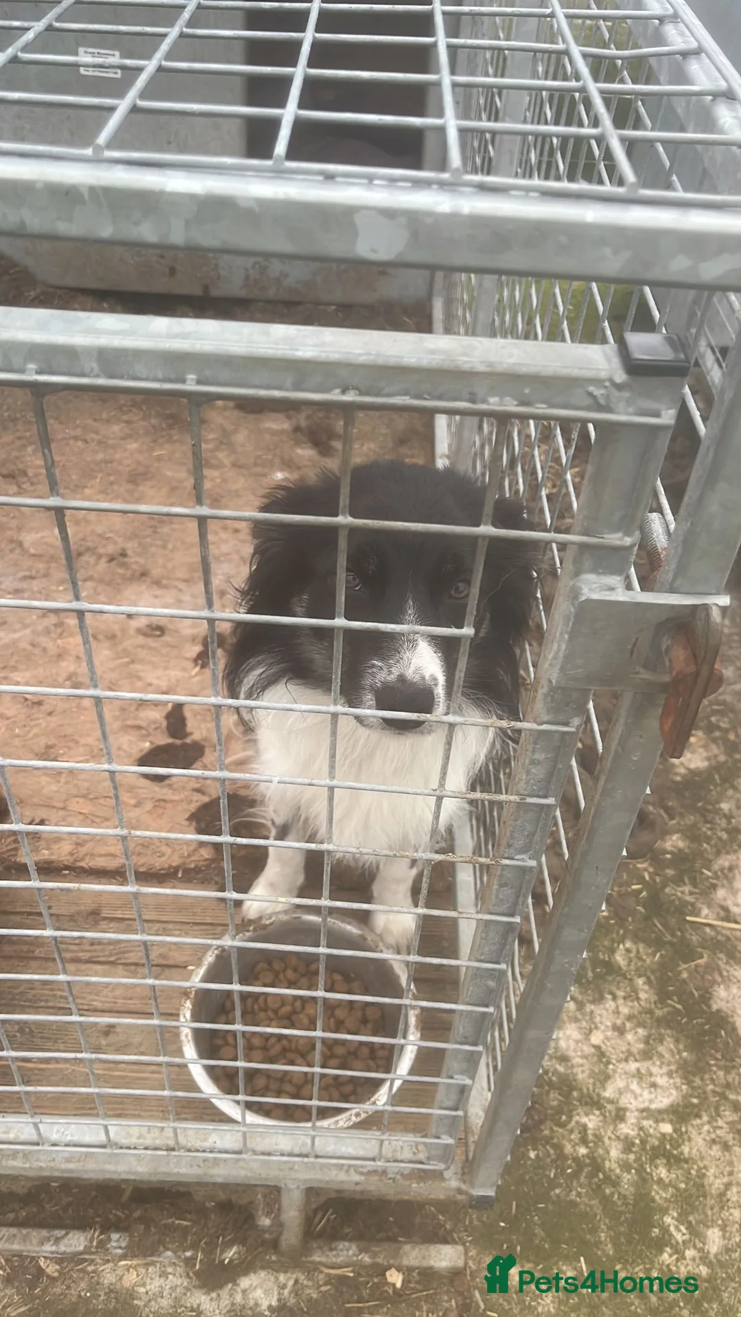Border Collie dogs for sale: 20 month Border Collie - Tess  in Moffat - Advert 2