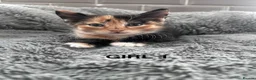 Mixed Breed cats for sale: Kittens 1/4 Maine coon.7 weeks and ready to leave. - Advert 12