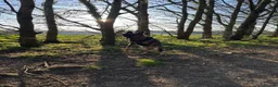 German Shepherd dogs for sale: Male German shepherd 7years - Advert 23