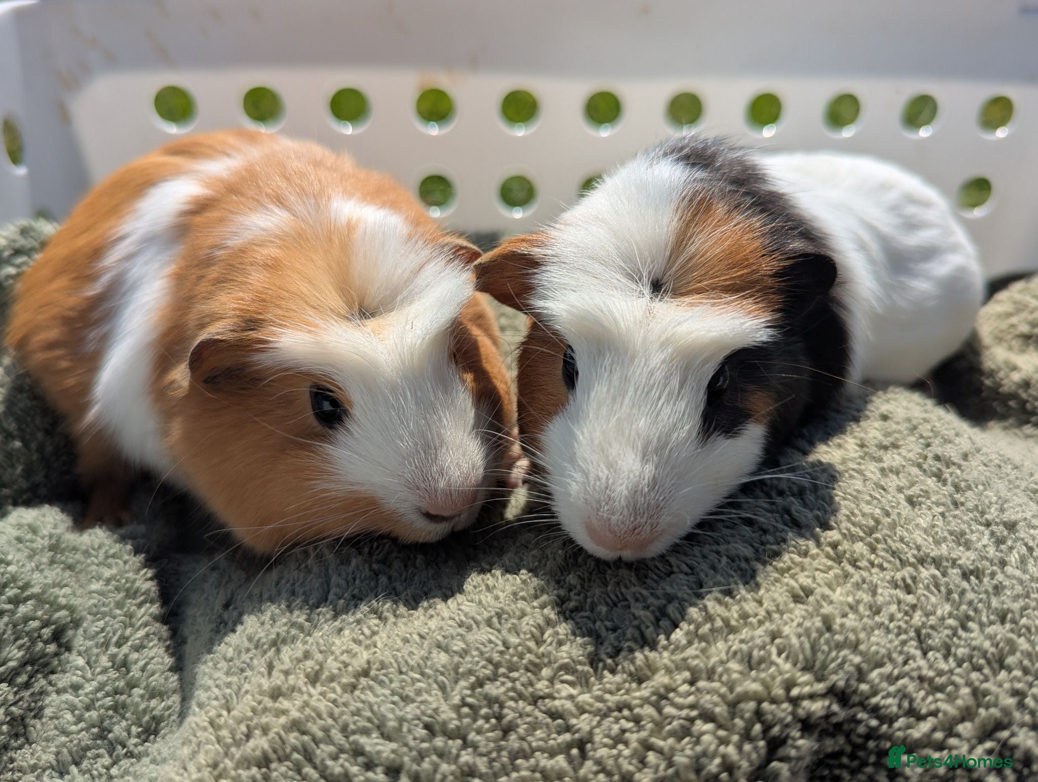Guinea Pig rodents Beautiful guinea pigs  - Advert 3