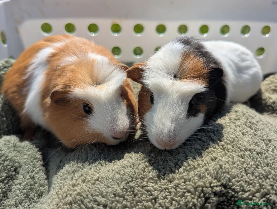 Guinea Pig rodents for sale: Beautiful guinea pigs  - Advert 1