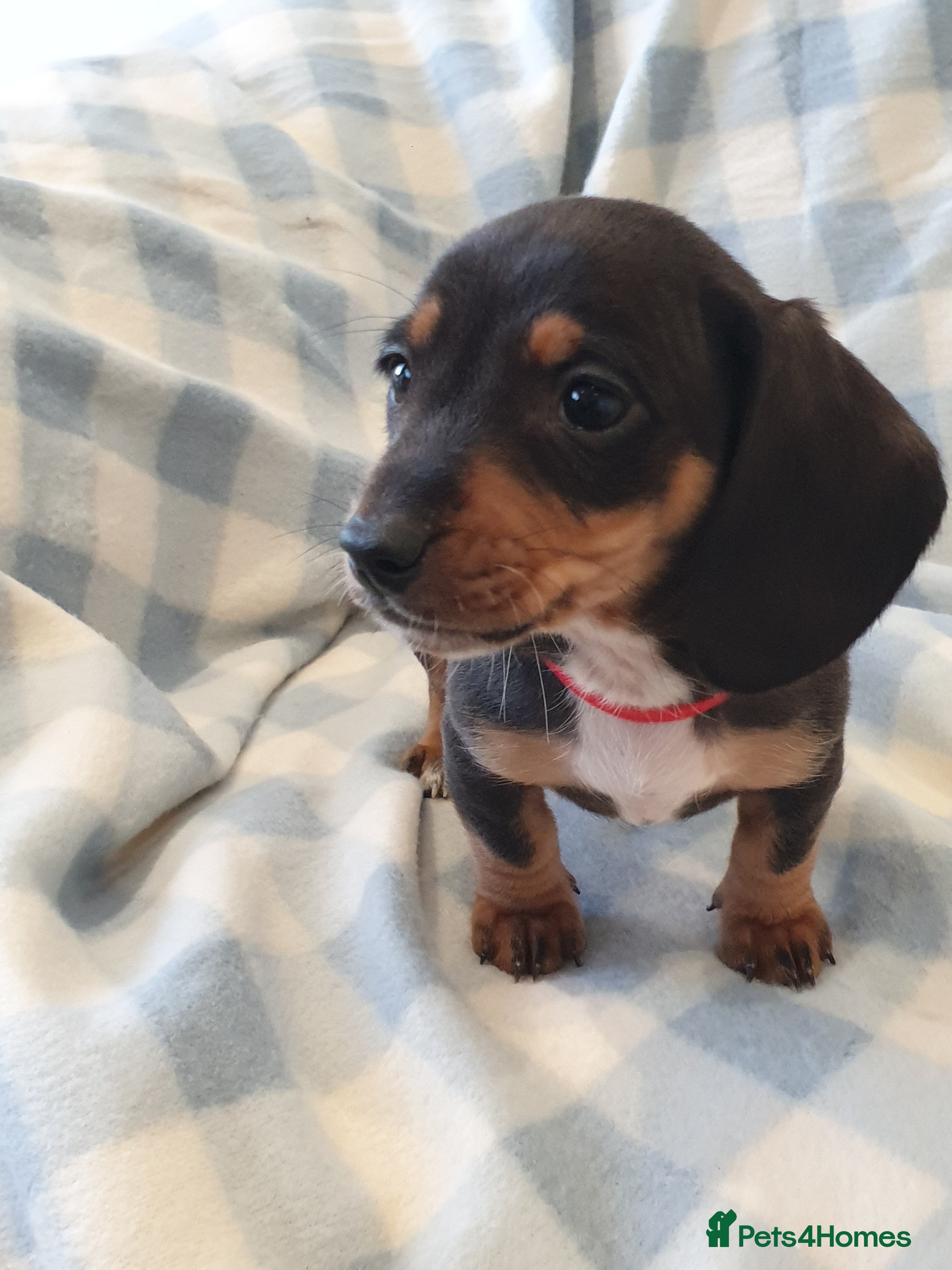 Dachshund dogs Dachshund puppies  - Advert 7