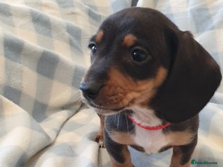 Dachshund dogs Dachshund puppies - Advert 7