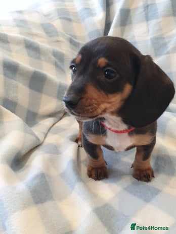Dachshund dogs Dachshund puppies - Advert 1