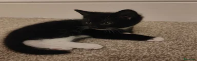 Black and White Female