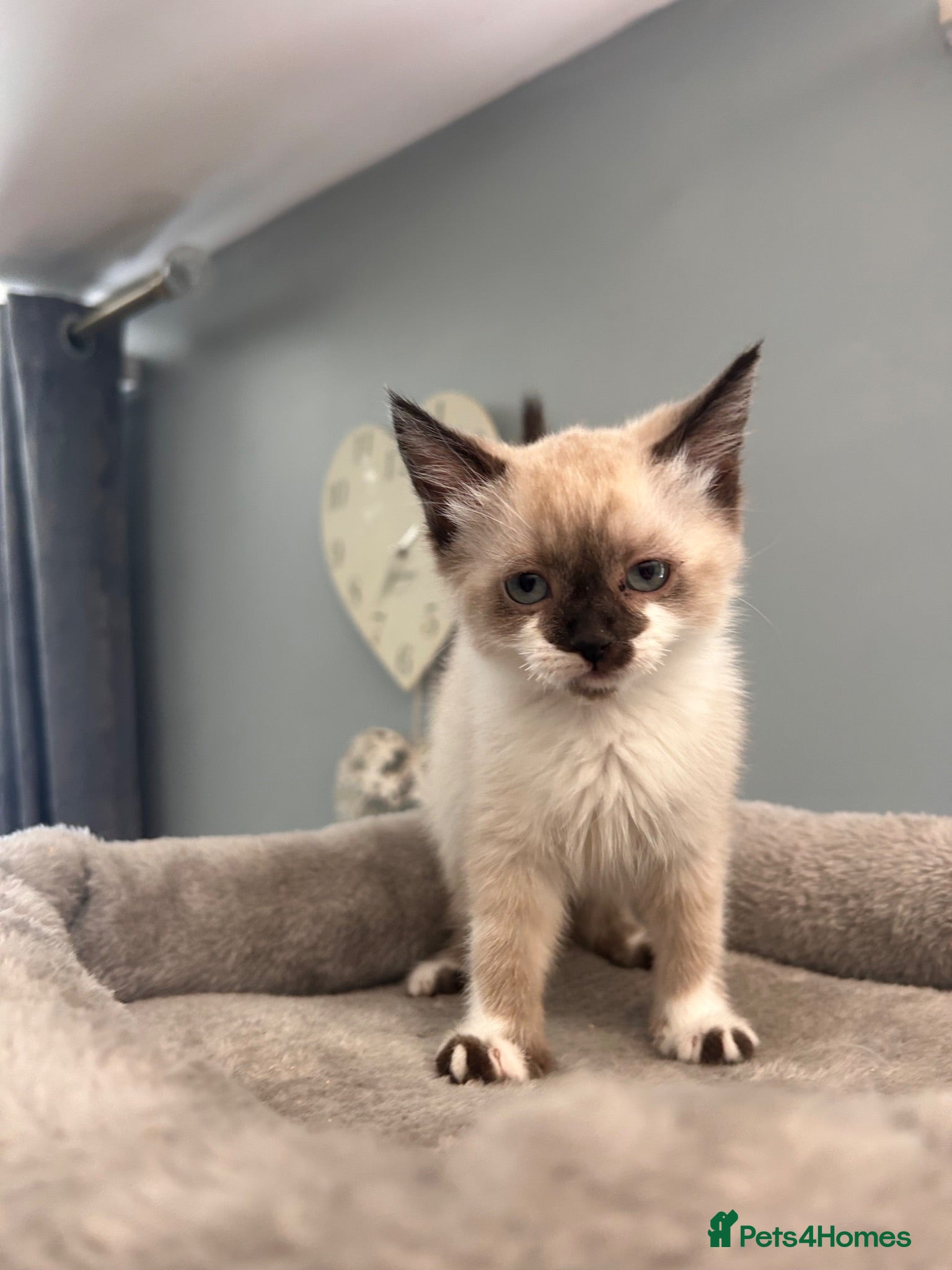 Mixed Breed cats Ready to leave Siamese x mainecoon x - Advert 15