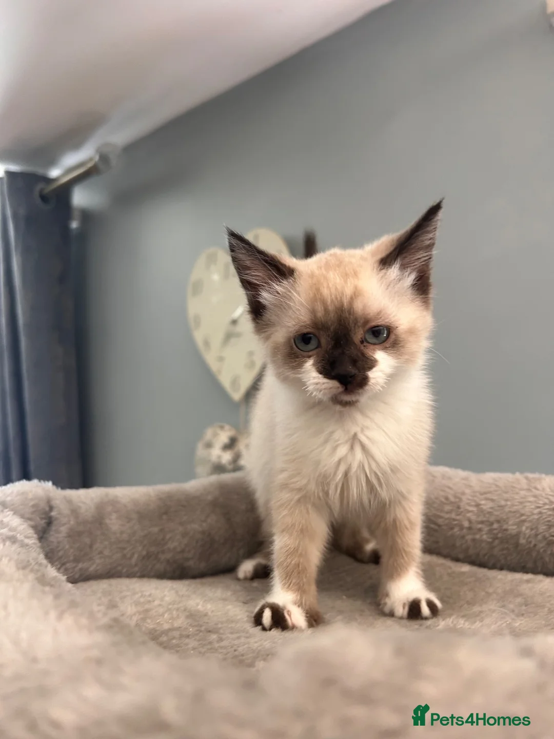 Mixed Breed cats for sale: Ready to leave Siamese x mainecoon x - Advert 1