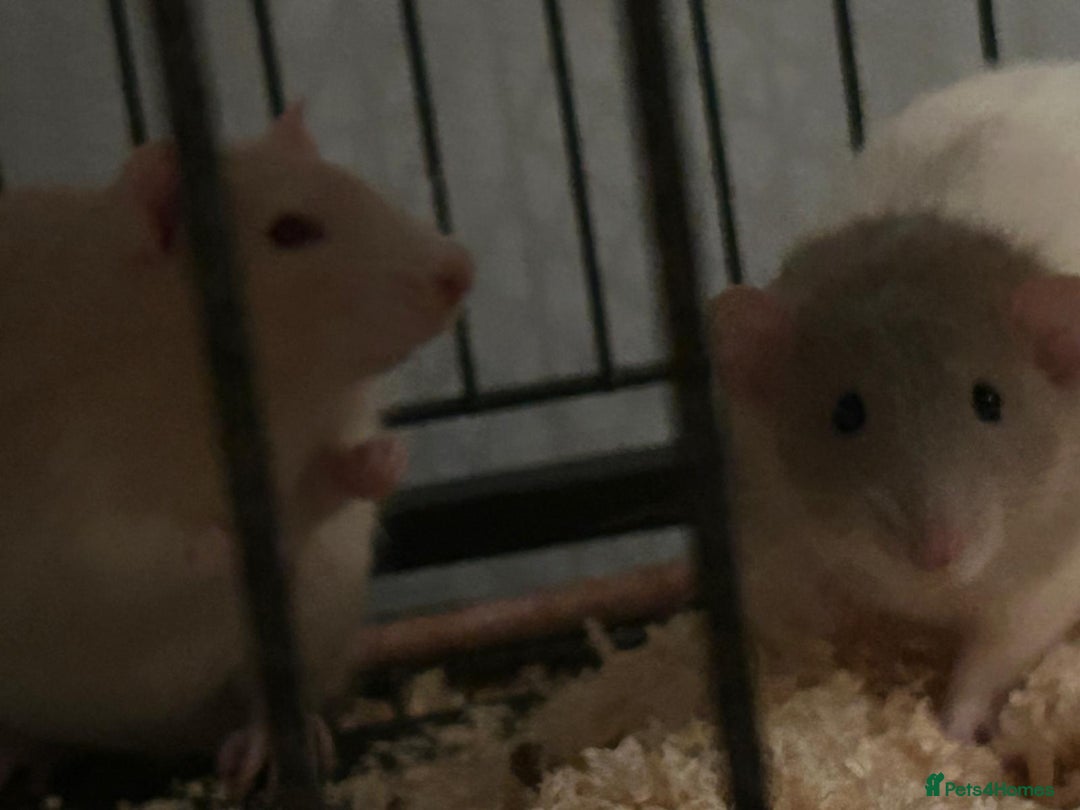 Rat rodents for sale: 2 male rats for sale - Advert 9