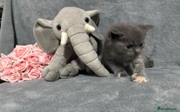 Mixed Breed cats for sale: Ragdoll mixed kittens Grey. Tabby. Speckled. Black - Advert 27