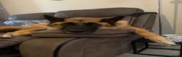 Mixed Breed dogs for sale: German Shepherd x Akita rehoming in Nottingham - Advert 9