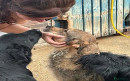 Mixed Breed dogs for adoption: Dana (2) Norwich Norfolk  - Image 15