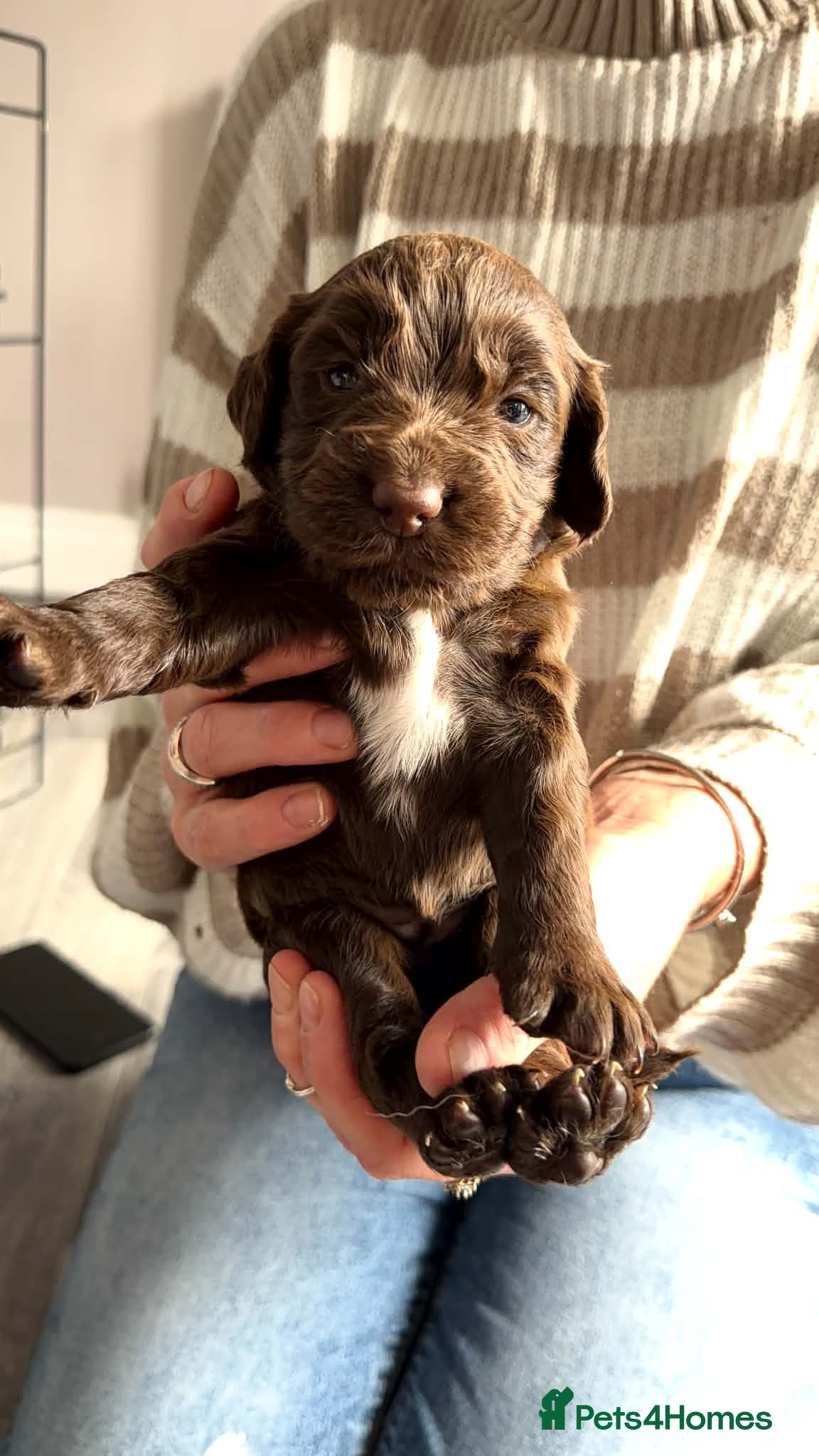 Cocker Spaniel dogs Stunning litter of cocker spaniels - Advert 2