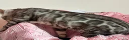 Bengal cats for sale: Exceptional Pure Pedigree Silver Grey TICA Bengal - Advert 20