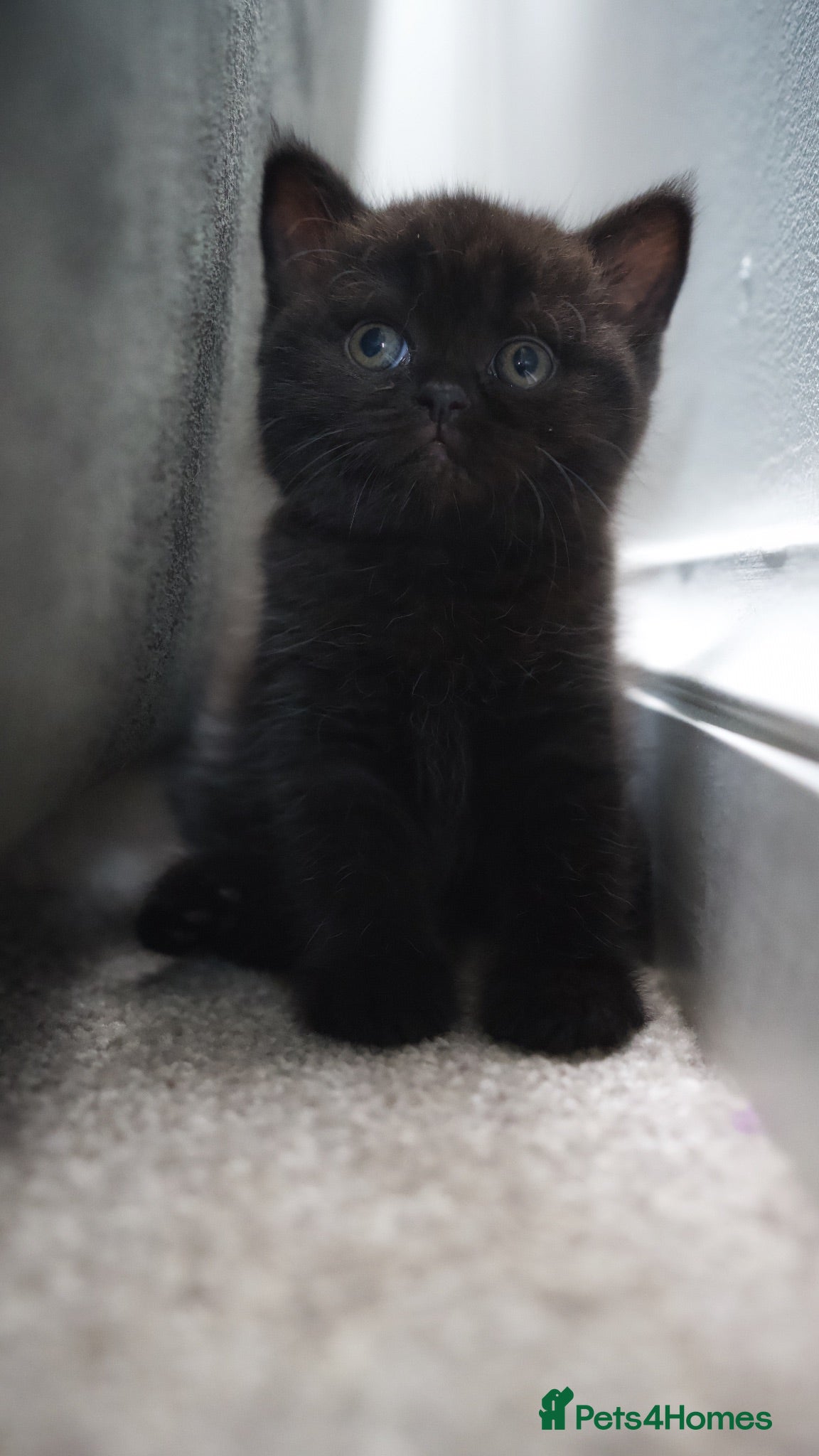 British Shorthair cats 🌟GCCF BSH Kittens Beautiful Variety of Colours 🌟 - Advert 2
