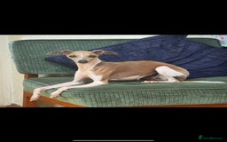 Italian Greyhound dogs for sale: Outstanding repeat mating litter  - Advert 2