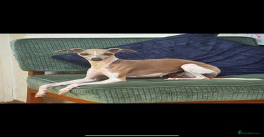Italian Greyhound dogs Outstanding repeat mating litter  - Advert 12