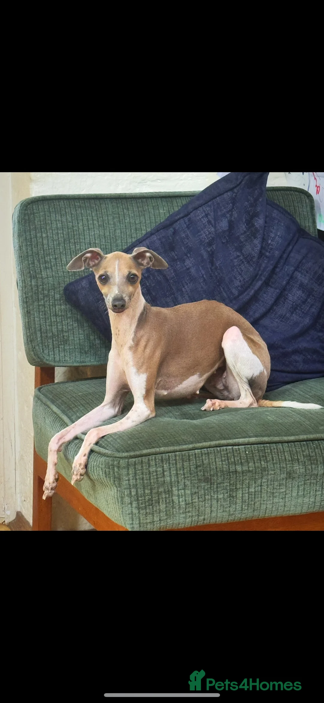 Italian Greyhound dogs for sale: Outstanding repeat mating litter ONE FEMALE LEFT - Advert 2
