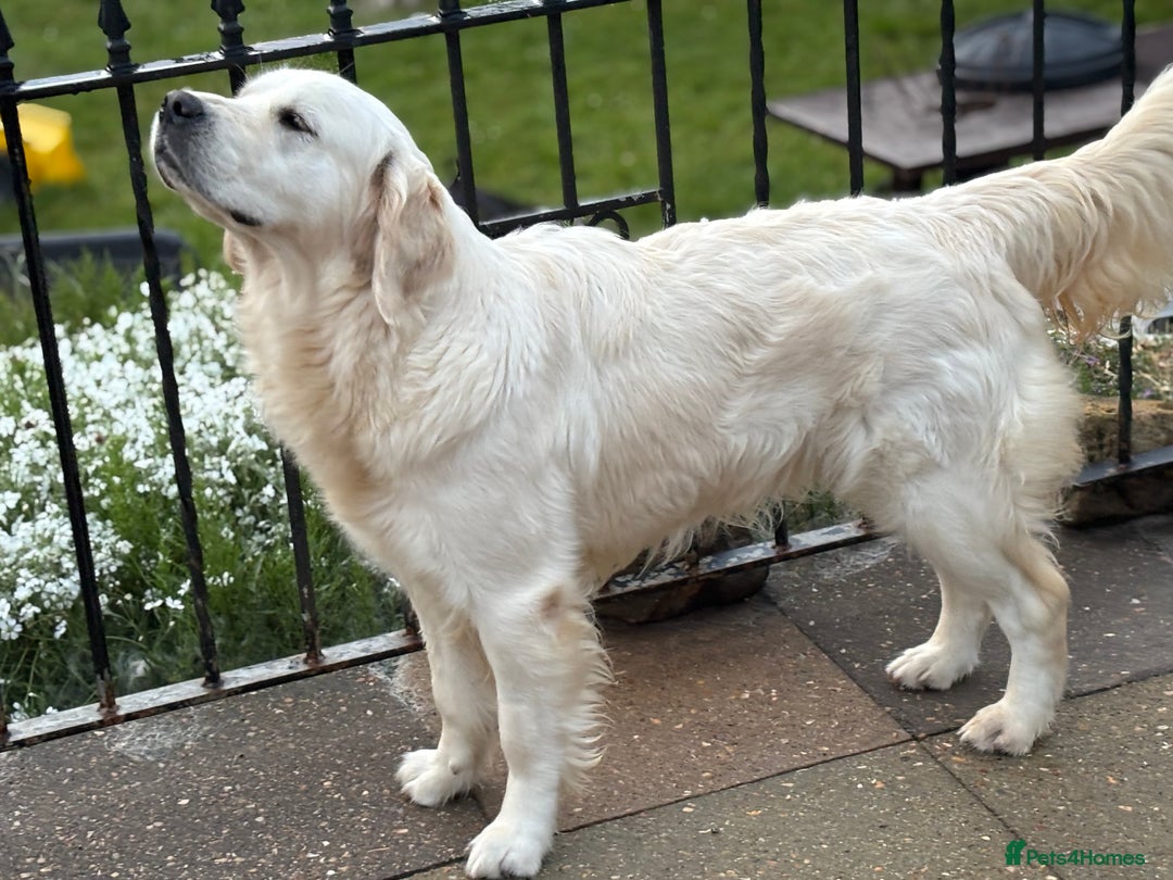 Golden Retriever dogs for sale: Champion line KC reg Golden Retriever pups - Image 9