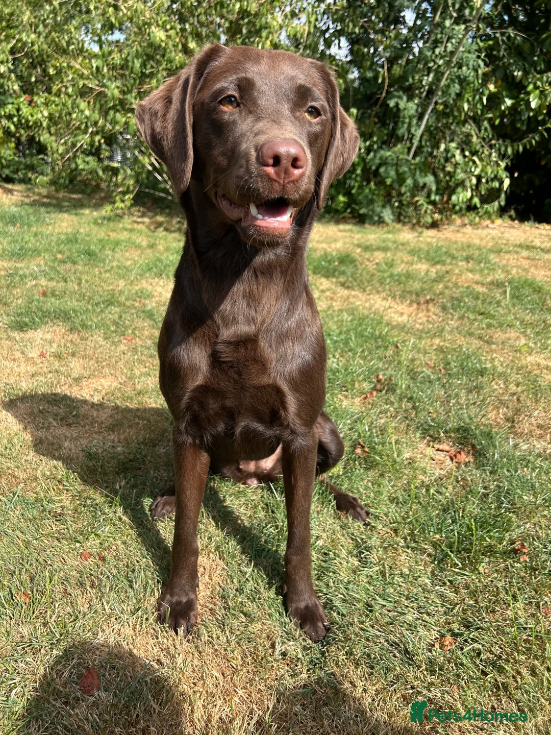 Labrador Retriever dogs for sale: Fully health tested chocolate bitch - Advert 2
