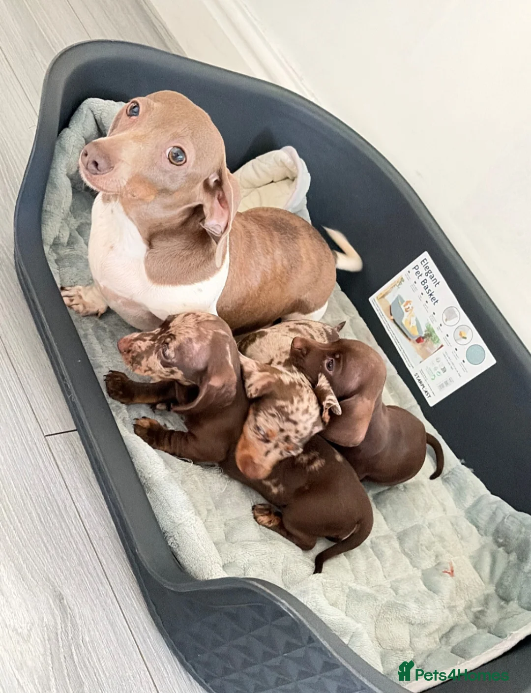 Dachshund dogs for sale: 3 Dachshund girls in Nelson - Advert 11