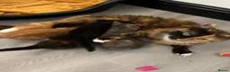 Mixed Breed cats for sale: Adorable kittens for sale  - Advert 16