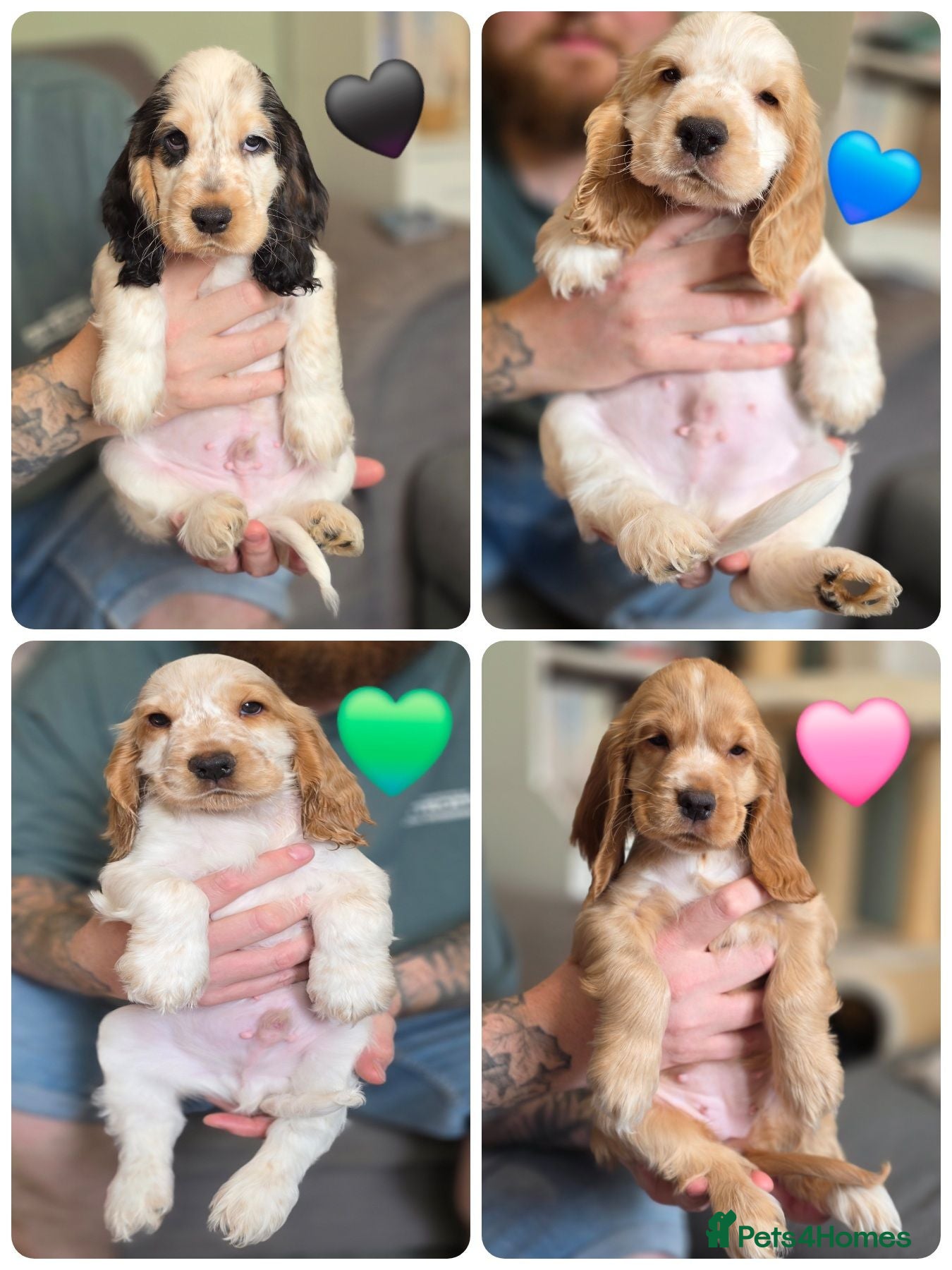 Cocker Spaniel dogs KC Registered Show cocker spaniel - Ready now - Advert 1