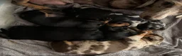 Miniature Dachshund dogs for sale: ADORABLE Miniature Dachshund KC Pups  - Advert 9