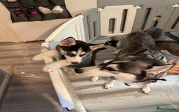 Siberian Husky dogs for sale: Beautiful loving Blue Eyed Siberian Husky’s - Image 3