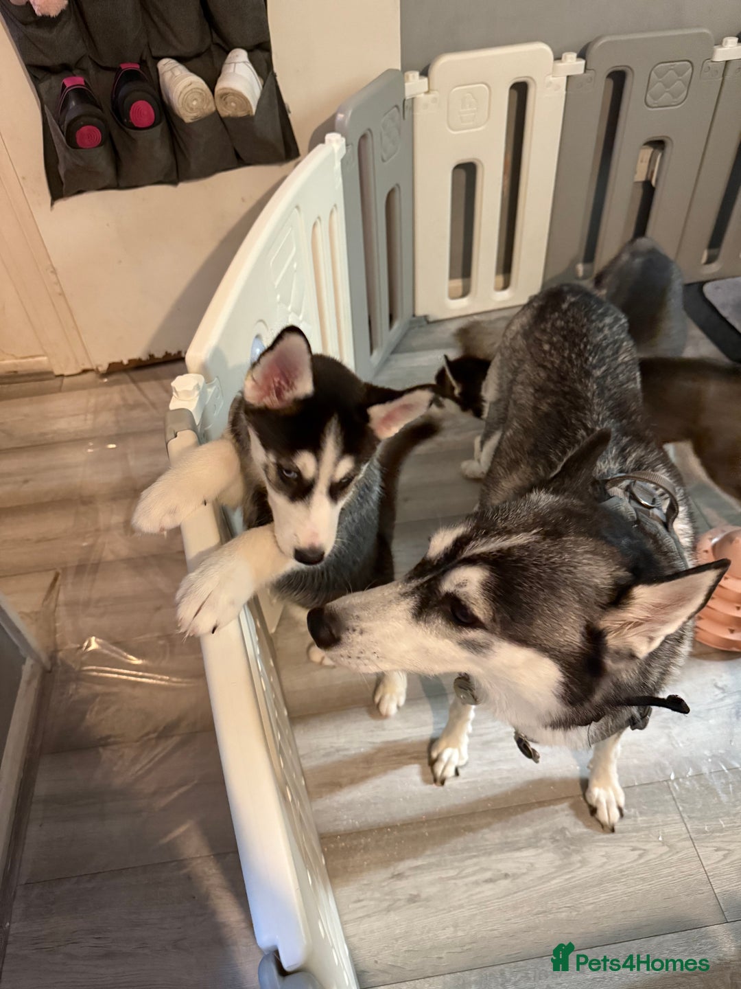 Siberian Husky dogs for sale: Beautiful loving Blue Eyed Siberian Husky’s - Image 3