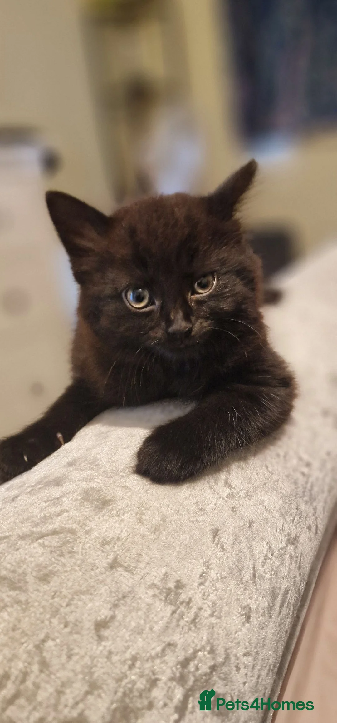 Mixed Breed cats for sale: Mixed Breed Black Female Kitten  - Advert 1