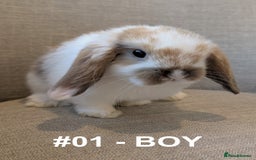 Mini Lop rabbits for sale: Exceptional Mini-Lops. Collect from: 13th October - Image 6