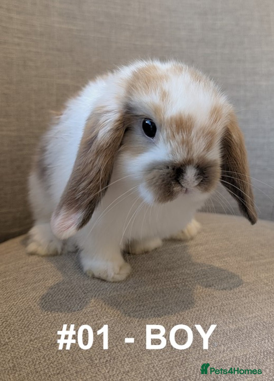 Mini Lop rabbits for sale: Exceptional Mini-Lops. Collect from: 13th October - Image 6