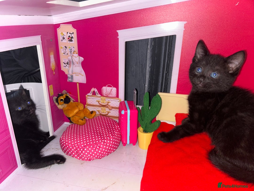 Bengal cats for sale: Bengal Cross - Image 10