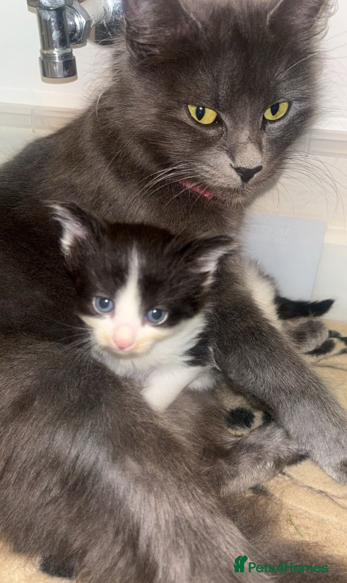 Mixed Breed cats Beautiful long haired kittens  - Advert 3