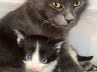 Mixed Breed cats Beautiful long haired kittens - Advert 5