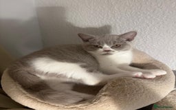 British Shorthair cats for sale: Adorable baby cats - Advert 3