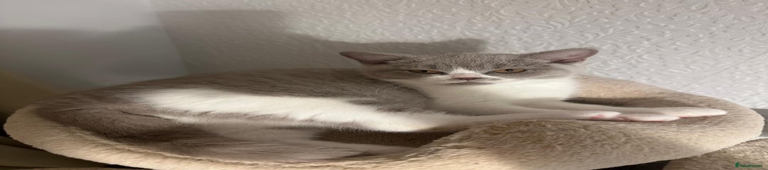 British Shorthair Kitten 3