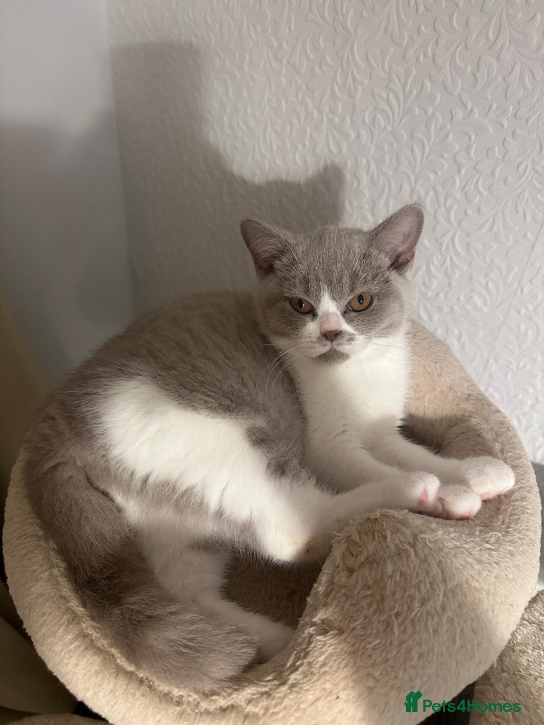 British Shorthair cats for sale: Adorable baby cats - Advert 3